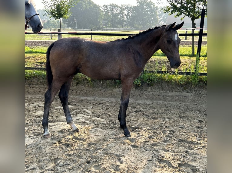 Westfaal Hengst 1 Jaar 169 cm Schimmel in Harsewinkel