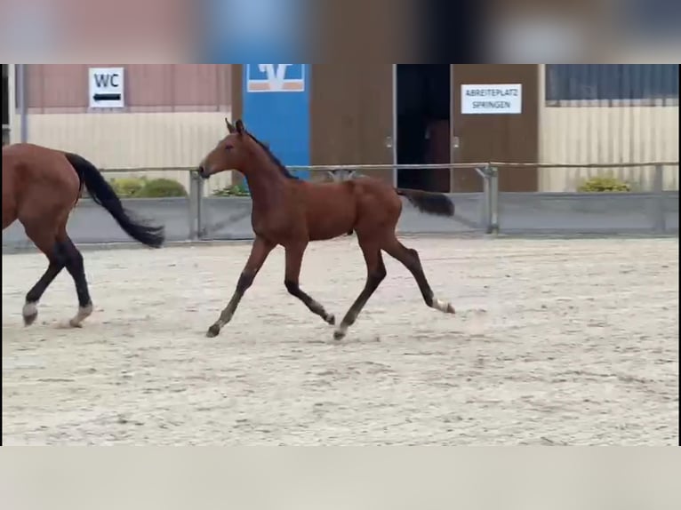 Westfaal Hengst 1 Jaar 170 cm Bruin in Gadow