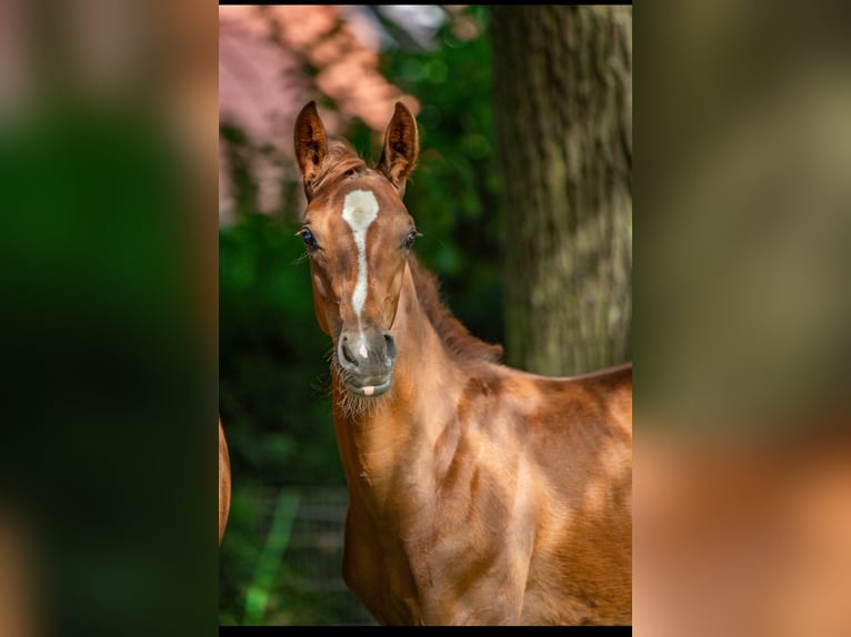 Westfaal Hengst 1 Jaar 170 cm Donkerbruin in Borken