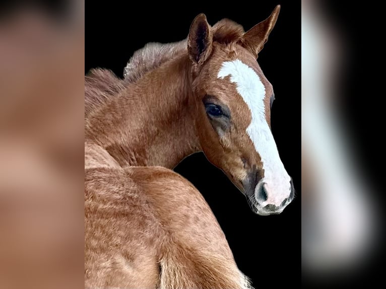 Westfaal Hengst 1 Jaar 170 cm Donkere-vos in Emmerthal