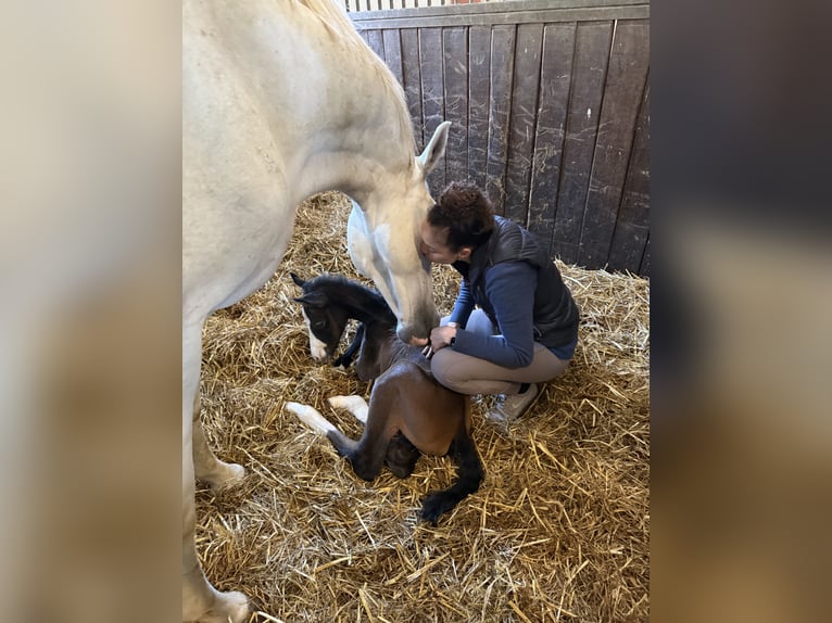 Westfaal Hengst 1 Jaar 170 cm kan schimmel zijn in Melle