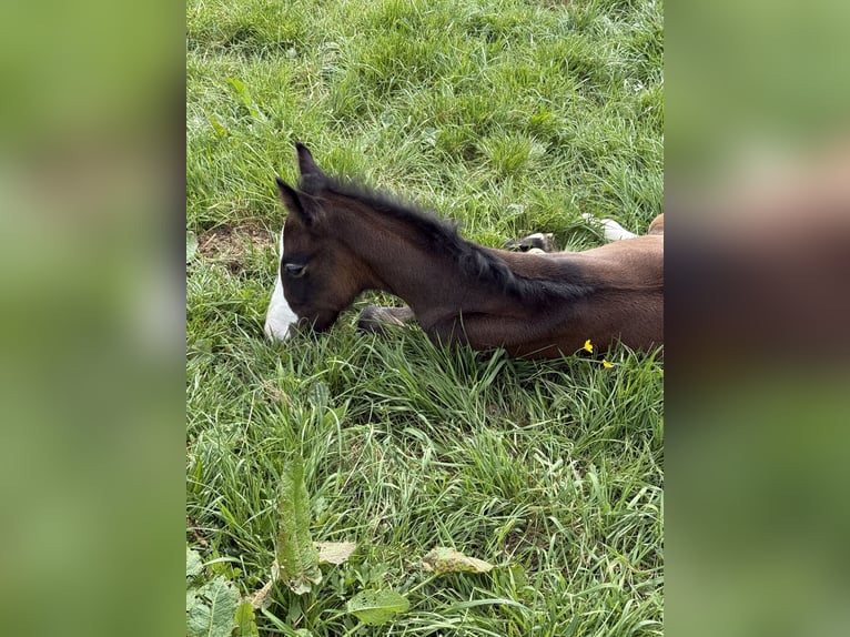Westfaal Hengst 1 Jaar 170 cm kan schimmel zijn in Melle
