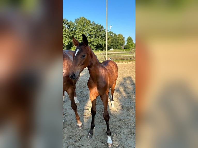 Westfaal Hengst 1 Jaar 172 cm Bruin in Harsewinkel