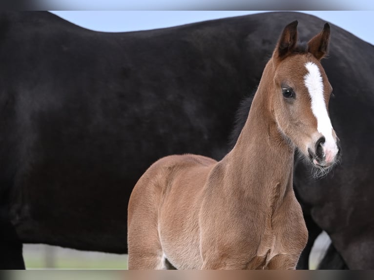 Westfaal Hengst 1 Jaar 172 cm Zwartbruin in Reichenwalde