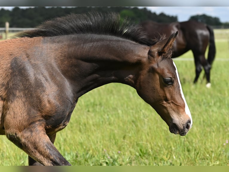 Westfaal Hengst 1 Jaar 172 cm Zwartbruin in Reichenwalde