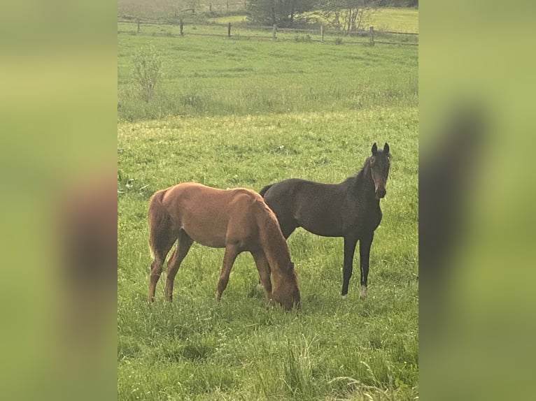 Westfaal Hengst 1 Jaar 174 cm Vos in Schmallenberg