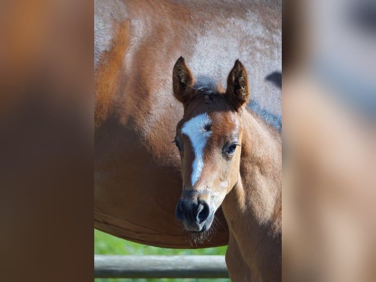 Westfaal Hengst 1 Jaar 175 cm Bruin in Trag