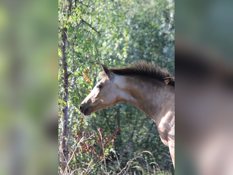Westfaal Hengst 1 Jaar 175 cm Buckskin in Edemissen