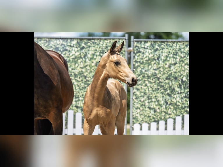 Westfaal Hengst 1 Jaar 175 cm Buckskin in Edemissen