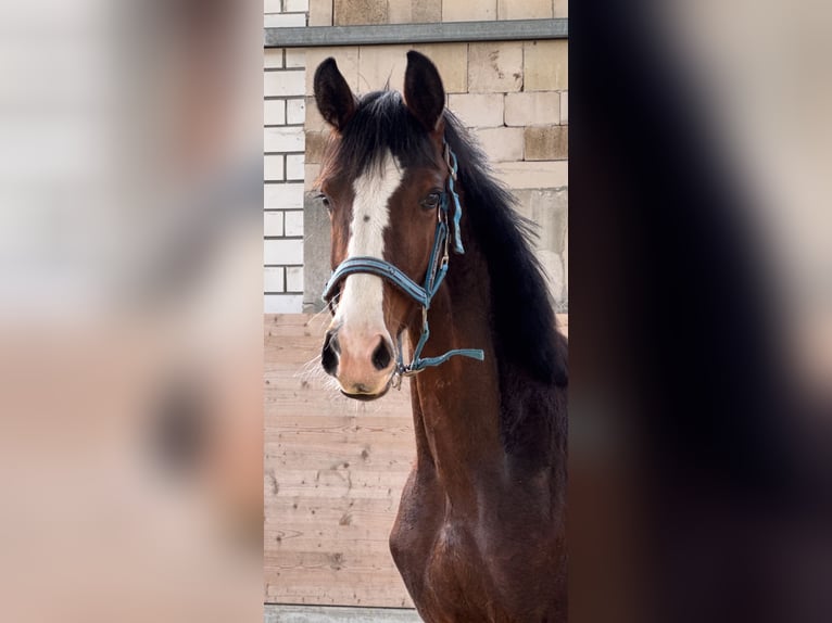 Westfaal Hengst 1 Jaar 180 cm Bruin in MöhneseeMöhnesee