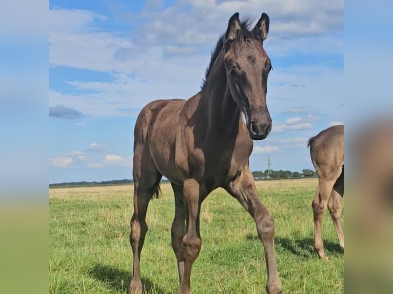 Westfaal Hengst 1 Jaar Bruin in Appen