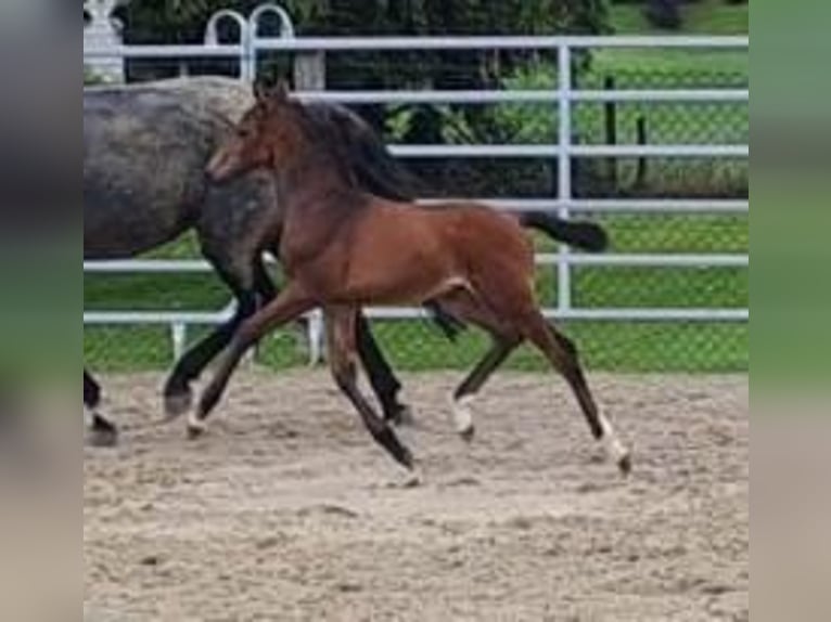 Westfaal Hengst 1 Jaar Bruin in Borchen