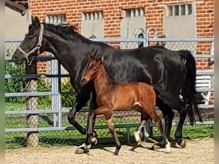 Westfaal Hengst 1 Jaar Bruin in Borchen