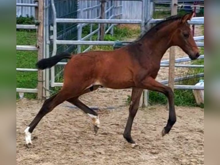 Westfaal Hengst 1 Jaar Bruin in Borchen