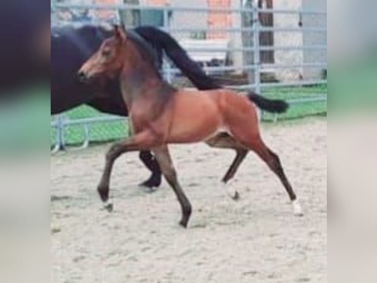 Westfaal Hengst 1 Jaar Bruin in Borchen