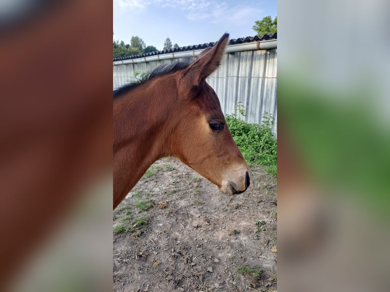 Westfaal Hengst 1 Jaar Bruin in Borchen