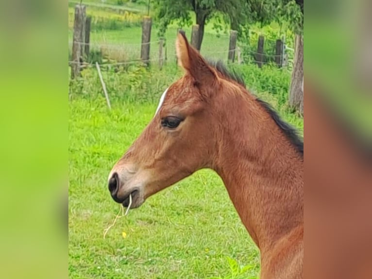 Westfaal Hengst 1 Jaar Bruin in Borchen