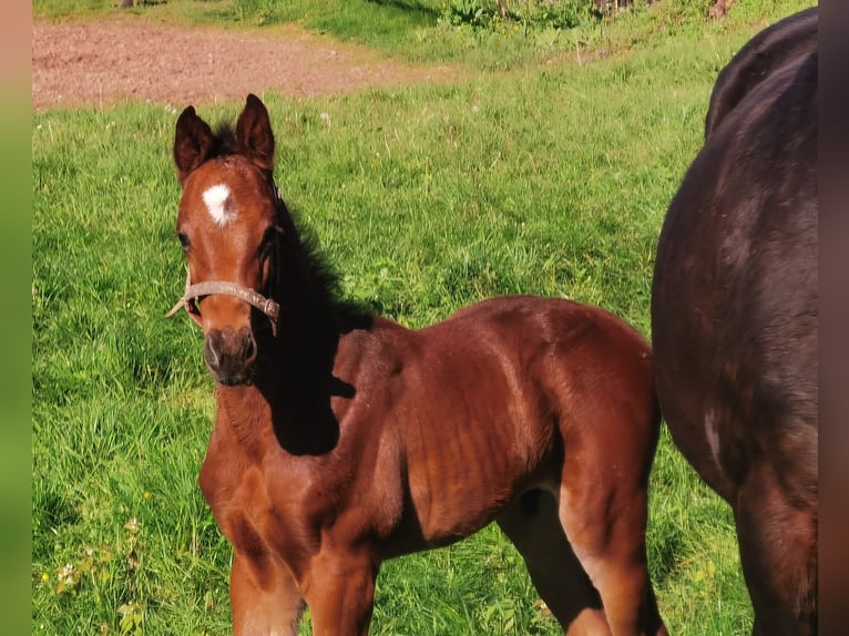 Westfaal Hengst 1 Jaar Bruin in Frankenberg (Eder)