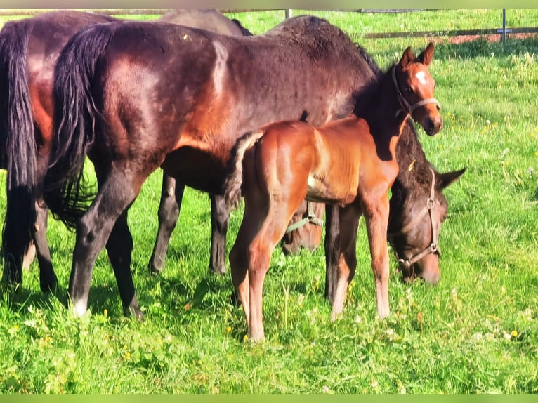 Westfaal Hengst 1 Jaar Bruin in Frankenberg (Eder)