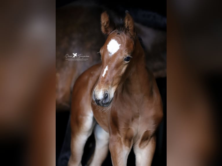 Westfaal Hengst 1 Jaar Bruin in Damme
