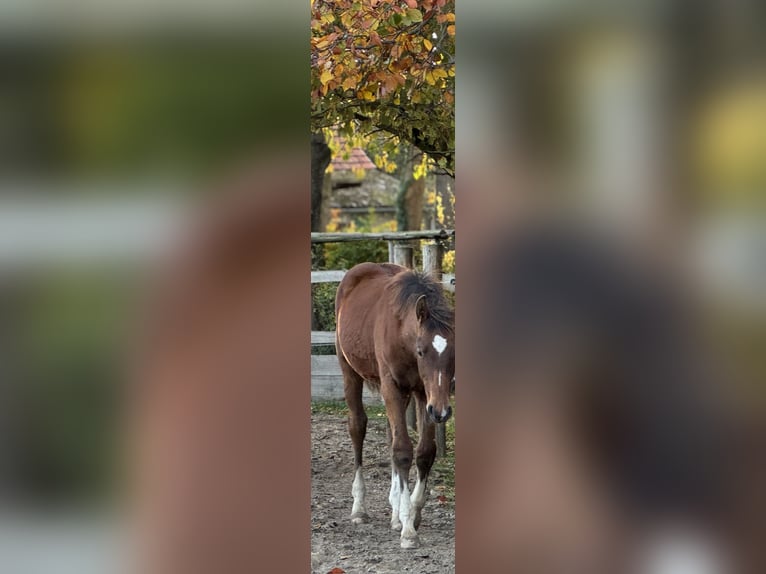 Westfaal Hengst 1 Jaar Bruin in Damme