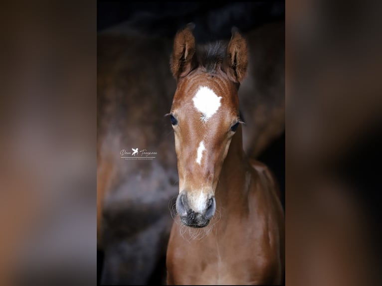 Westfaal Hengst 1 Jaar Bruin in Damme