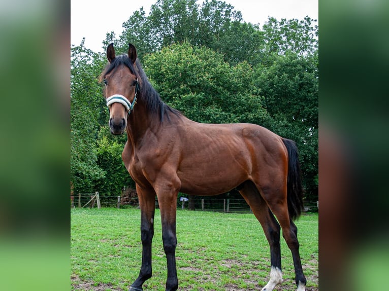 Westfaal Hengst 1 Jaar Bruin in Nottuln