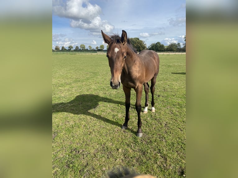 Westfaal Hengst 1 Jaar Bruin in Ascheberg