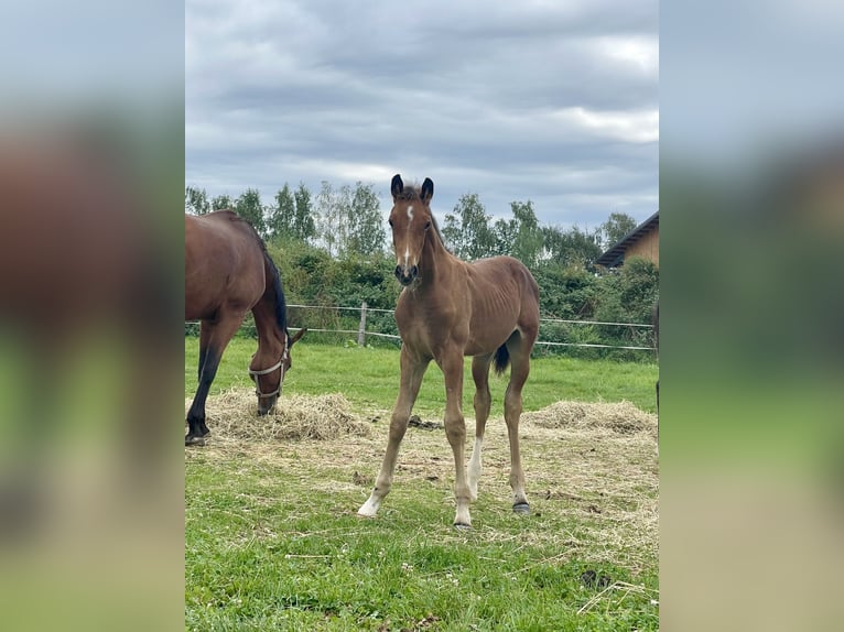 Westfaal Hengst 1 Jaar Bruin in Ascheberg