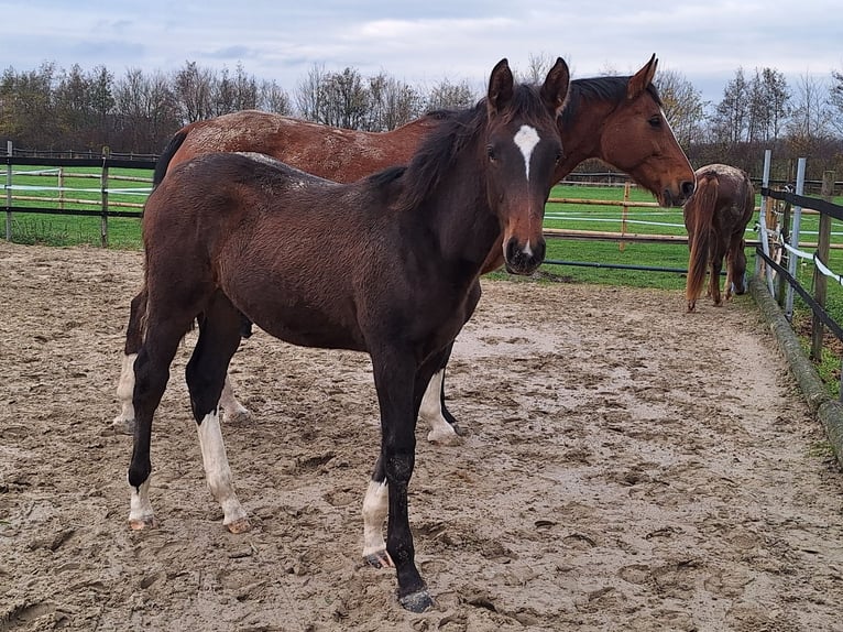 Westfaal Hengst 1 Jaar Bruin in Ascheberg