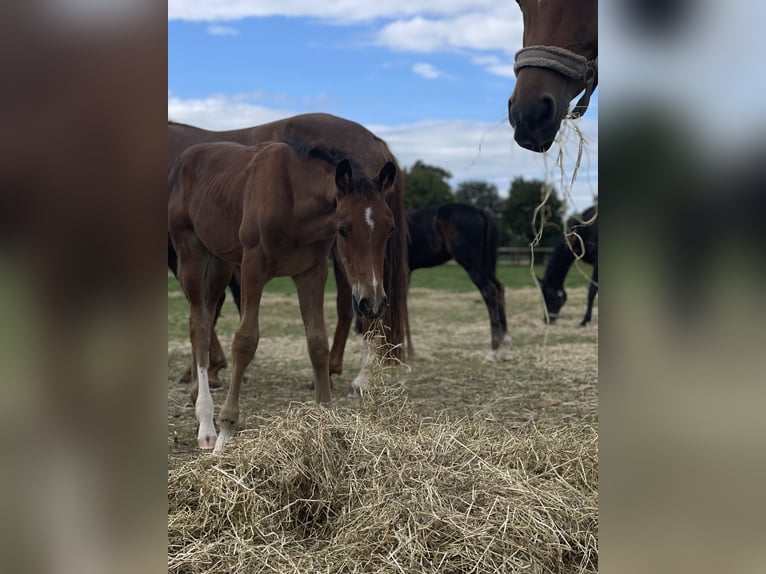 Westfaal Hengst 1 Jaar Bruin in Ascheberg