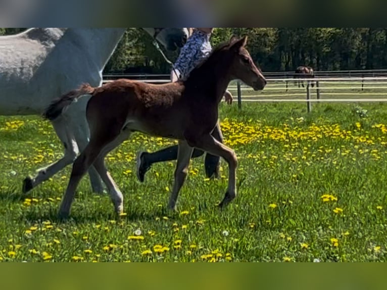 Westfaal Hengst 1 Jaar Bruin in Harsewinkel