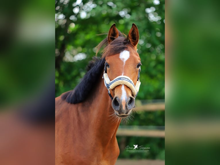 Westfaal Hengst 1 Jaar Bruin in Neuenkirchen-Vörden