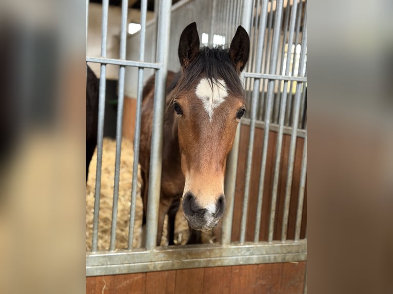 Westfaal Hengst 1 Jaar Bruin in Straßenhaus