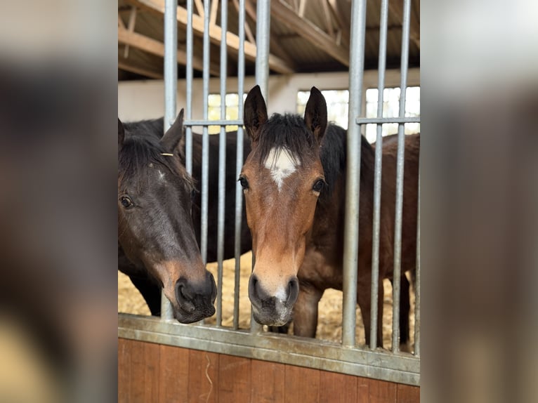 Westfaal Hengst 1 Jaar Bruin in Straßenhaus