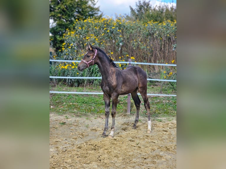 Westfaal Hengst 1 Jaar Donkerbruin in Dorsten