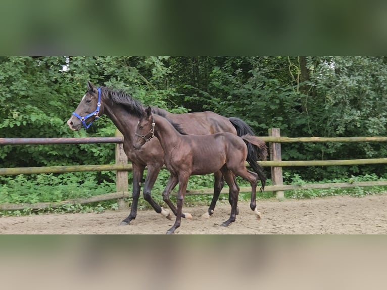 Westfaal Hengst 1 Jaar Donkerbruin in Dorsten