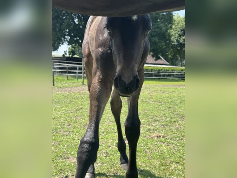 Westfaal Hengst 1 Jaar Donkerbruin in WeseL