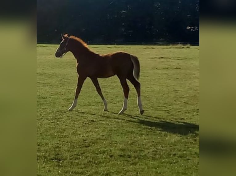 Westfaal Hengst 1 Jaar Donkere-vos in Hasbergen
