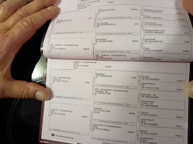 Westfaal Hengst 1 Jaar Donkere-vos in Hasbergen