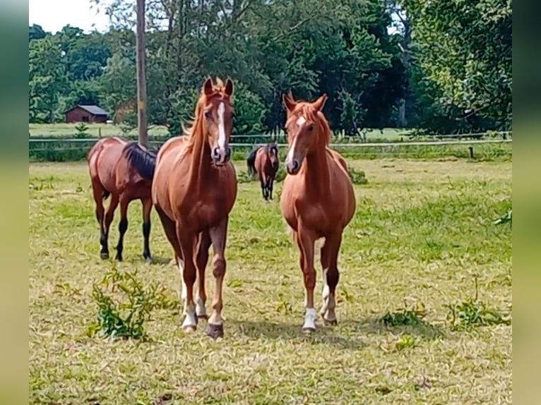 Westfaal Hengst 1 Jaar Donkere-vos in Hasbergen