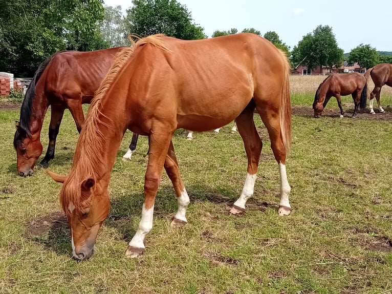 Westfaal Hengst 1 Jaar Donkere-vos in Hasbergen