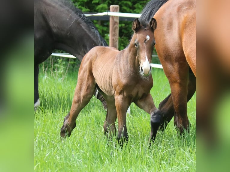 Westfaal Hengst 1 Jaar Schimmel in Telgte