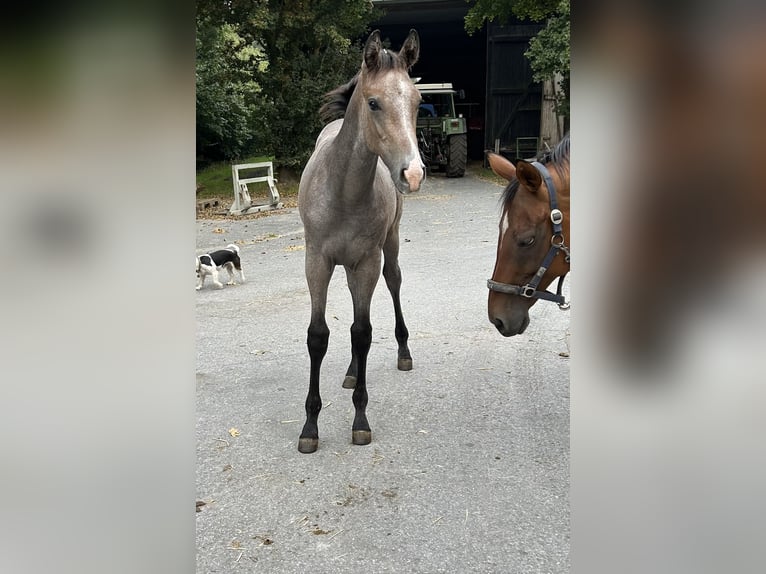 Westfaal Hengst 1 Jaar Schimmel in Telgte