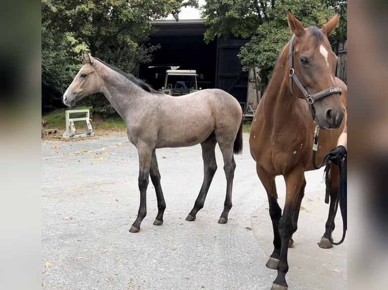 Westfaal Hengst 1 Jaar Schimmel in Telgte