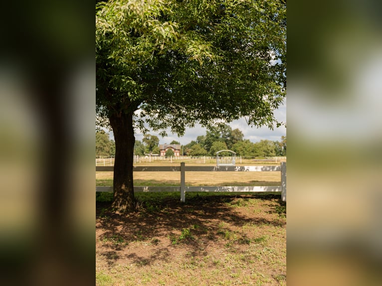 Westfaal Hengst 1 Jaar Vos in Gartow