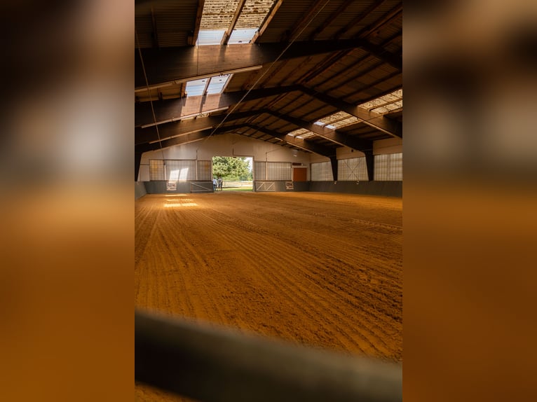 Westfaal Hengst 1 Jaar Vos in Gartow