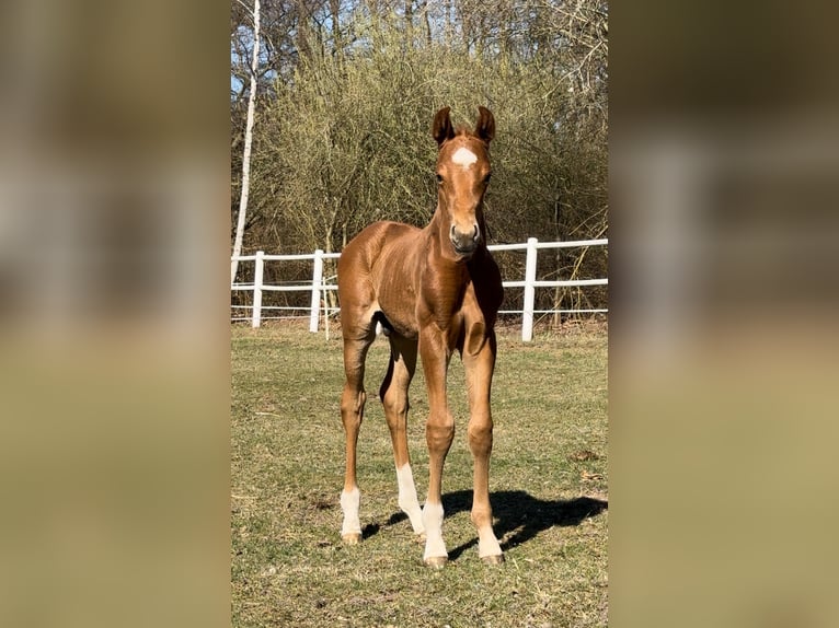 Westfaal Hengst 1 Jaar Vos in Gartow