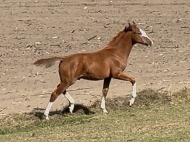 Westfaal Hengst 1 Jaar Vos in Haltern am See