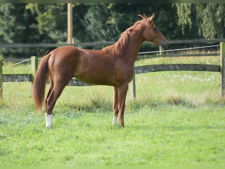 Westfaal Hengst 1 Jaar Vos in Herzebrock-Clarholz